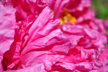 Pink peony flower petals close up macro texture detail with yellow pestle, blurry natural organic  background