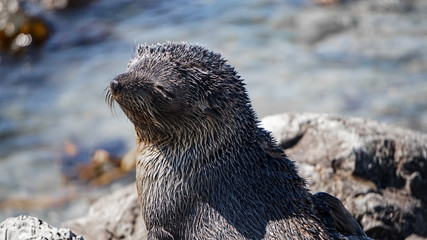 New Zealand Fur Seal of the Point Kean Colony in Kaikoura.