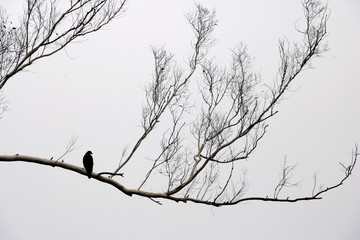 bird on tree