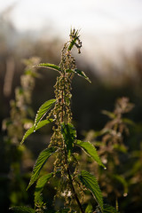 wild plants in autumn
