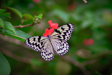 Fototapeta na wymiar Japanese tree nymph butterfly