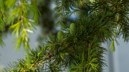 Fototapeta premium Mature cones of Blue Atlas cedar tree (Cedrus atlantica)