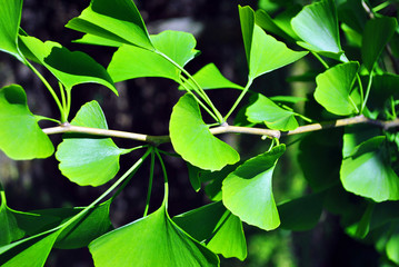 Ginkgo (Ginkgo biloba or maidenhair tree) bright green spring leaves close up detail, organic texture background
