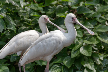 Two White Spoon Bills