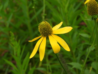 路傍に咲いた黄色い花