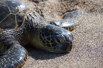 Sea turtles on the beach