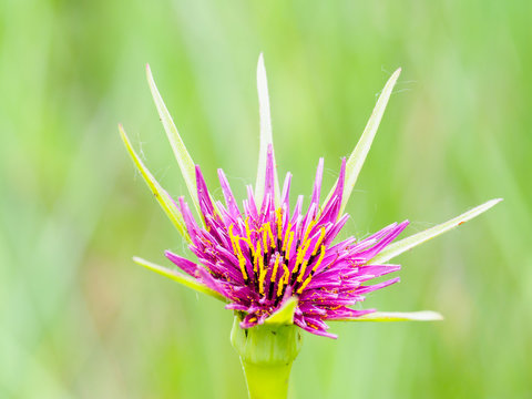 Flor barba cabruna fondo desenfocado