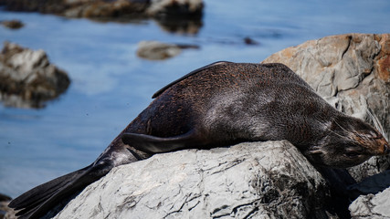 New Zealand Fur Seal of the Point Kean Colony in Kaikoura.