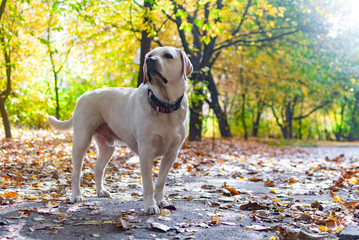 Labrador Retriever stands on the sidewalk in full height