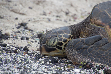 Sea turtles on the beach