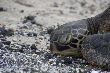 Sea turtles on the beach
