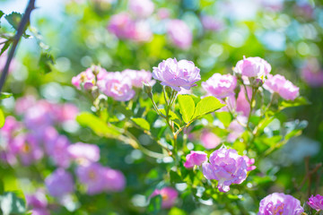 Rose flower, seven sister flower close-up, blooming outdoors in spring after the rain，Rosa multiflora Thunb. var. carnea Thory 