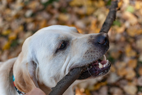 labrador retriever trying to eat a stick