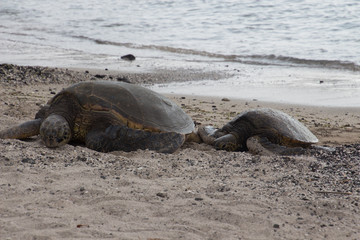 Sea turtles on the beach