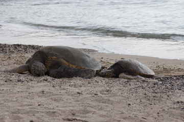 Sea turtles on the beach