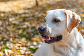 Labrador Retriever is watching intently on the background of yellowed leaves