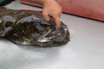 Norway sea caught Fish Norway North Scandinavia