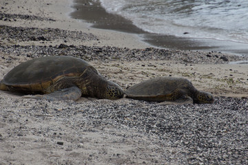 Sea turtles on the beach