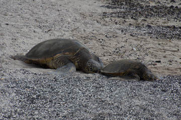 Sea turtles on the beach