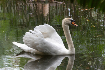 Fototapeta premium beautiful white swans