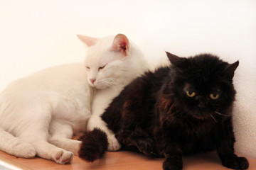Black and white cats rest and sleep in living room of apartment. Two dear sweet female cats enjoy at home on wooden cabinet in comfortably furniture, asleep and feeling happy in morning. Pet concept.