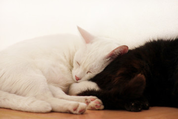 Black and white cats rest and sleep in living room of apartment. Two dear sweet female cats enjoy at home on wooden cabinet in comfortably furniture, asleep and feeling happy in morning. Pet concept.