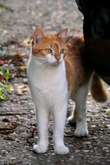 Portrait of cute and sweet domestic multicolored playful cat enjoying in fun and game, resting in beautiful garden on nice day and nature environment with green vegetation. Happy cat and life of pet.