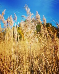 field of wheat