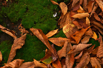 Trockene Blätter im Herbst liegen auf einem Moosbett. ...