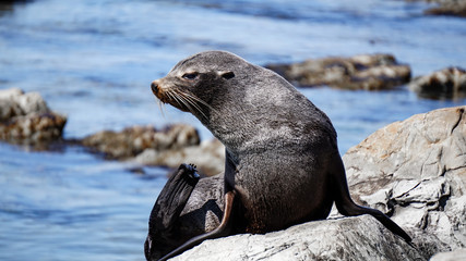 Naklejka premium New Zealand Fur Seal of the Point Kean Colony in Kaikoura.