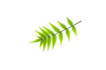 Tree branch with carved leaves on a white background close-up