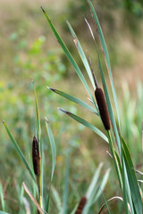 A wild bulrush on the moors. © Rob Thorley