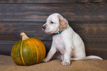Cute funny white english setter puppy and orange little pumpkin, halloween card