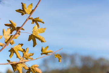 autumn leaves with blue sky