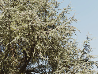 Cedrus atlantica | Atlas cedar or Atlas deodar with icy-blue foliage