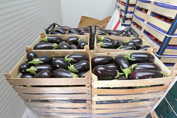 Eggplant