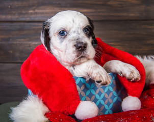 English setter puppy with santa claus hat.