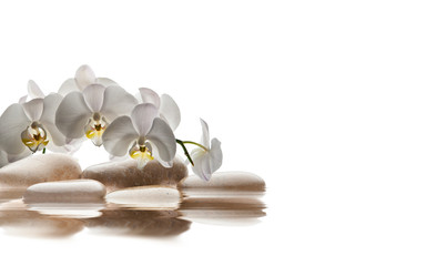 Fototapeta na wymiar spa de piedras marrones reflejadas en el agua con una rama de orquídeas blancas en un fondo blanco aislado