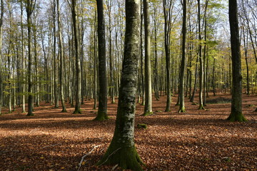 Golden October in a Kashubian forest