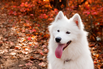 Obraz premium Samoyed Dog portrait in autumn forest near red leaves . Canine background. Walk dog concept