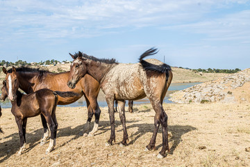 Dirty horses in the mud in a rural highlands