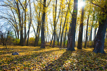 Autumn landscape. Forest, fallen leaves, the rays of the sun in the crowns of trees