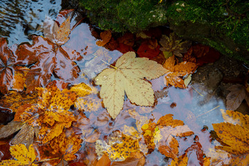 Herbstlaub schwimmt im Wasser