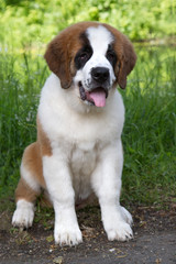 Dog St. Bernard