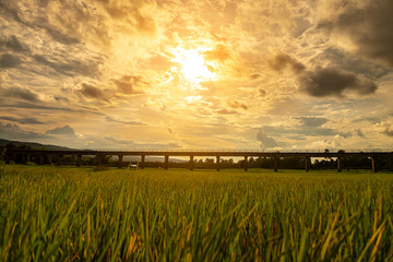 Bridge sunset evening with the beautiful green rice fields.