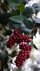 red berries on a branch