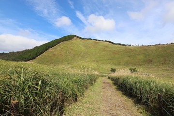 Naklejka premium 曽爾高原のすすき