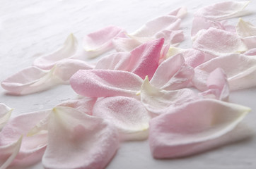 Beautiful petals of pink roses on the white surface