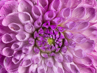 Fototapeta premium Dahlia. Flower. Daisy Family. Single Flower. Flower Head