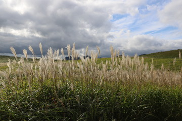 曽爾高原のすすき